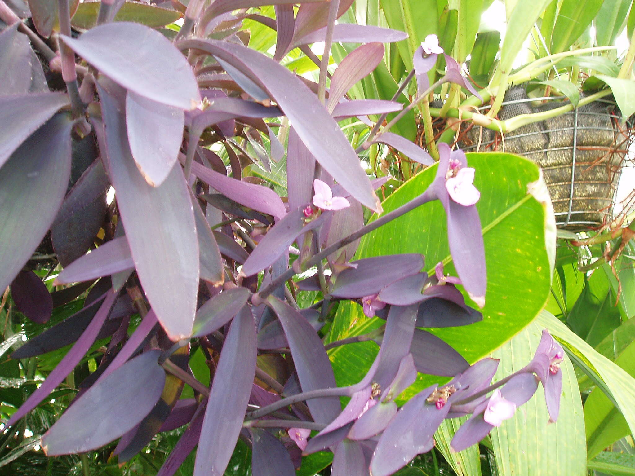 Image of purple heart