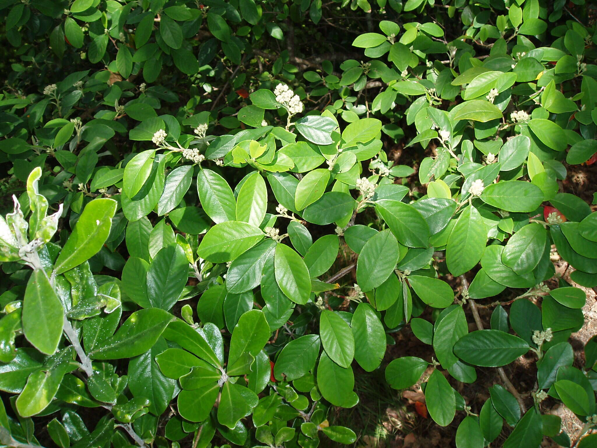 Plancia ëd Cotoneaster glaucophyllus Franch.