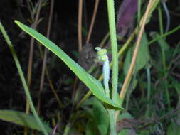 Image of Florida tasselflower