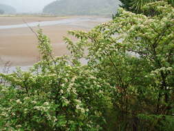 Plancia ëd Cotoneaster glaucophyllus Franch.