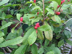 Image of miracle fruit