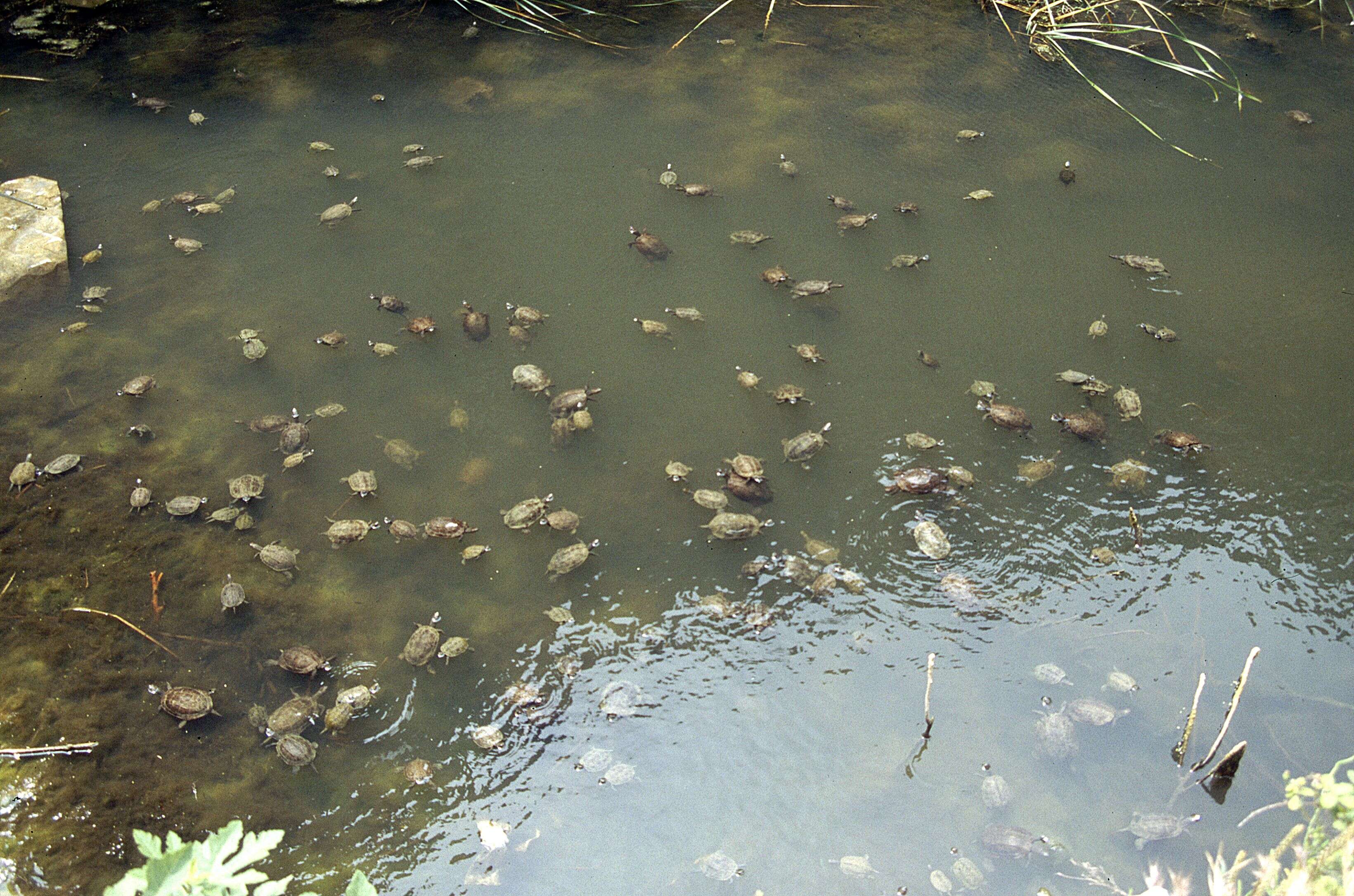 Image of Balkan pond turtle