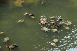 Image of Balkan pond turtle