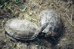 Image of Balkan pond turtle