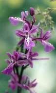 Sivun Orchis anatolica Boiss. kuva