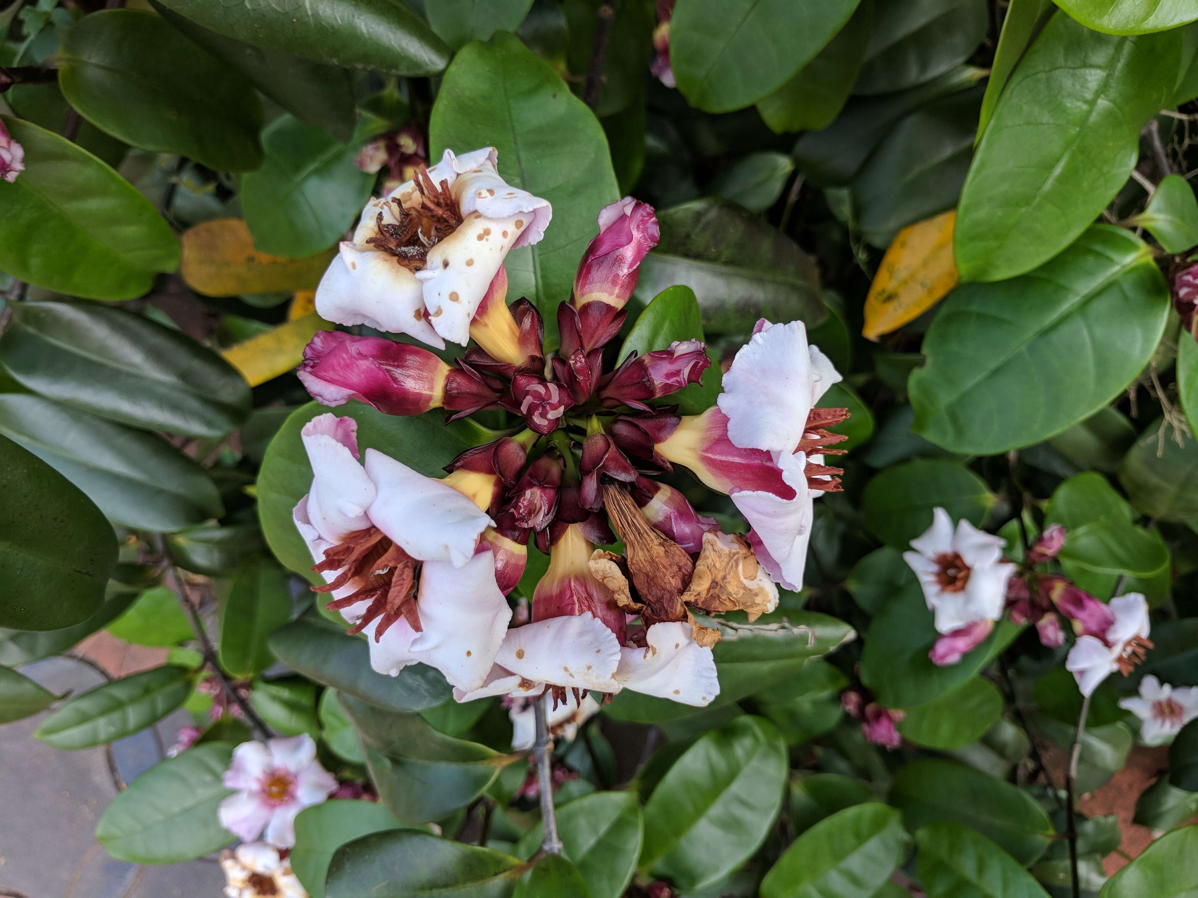 Image de Strophanthus gratus (Wall. & Hook.) Baill.