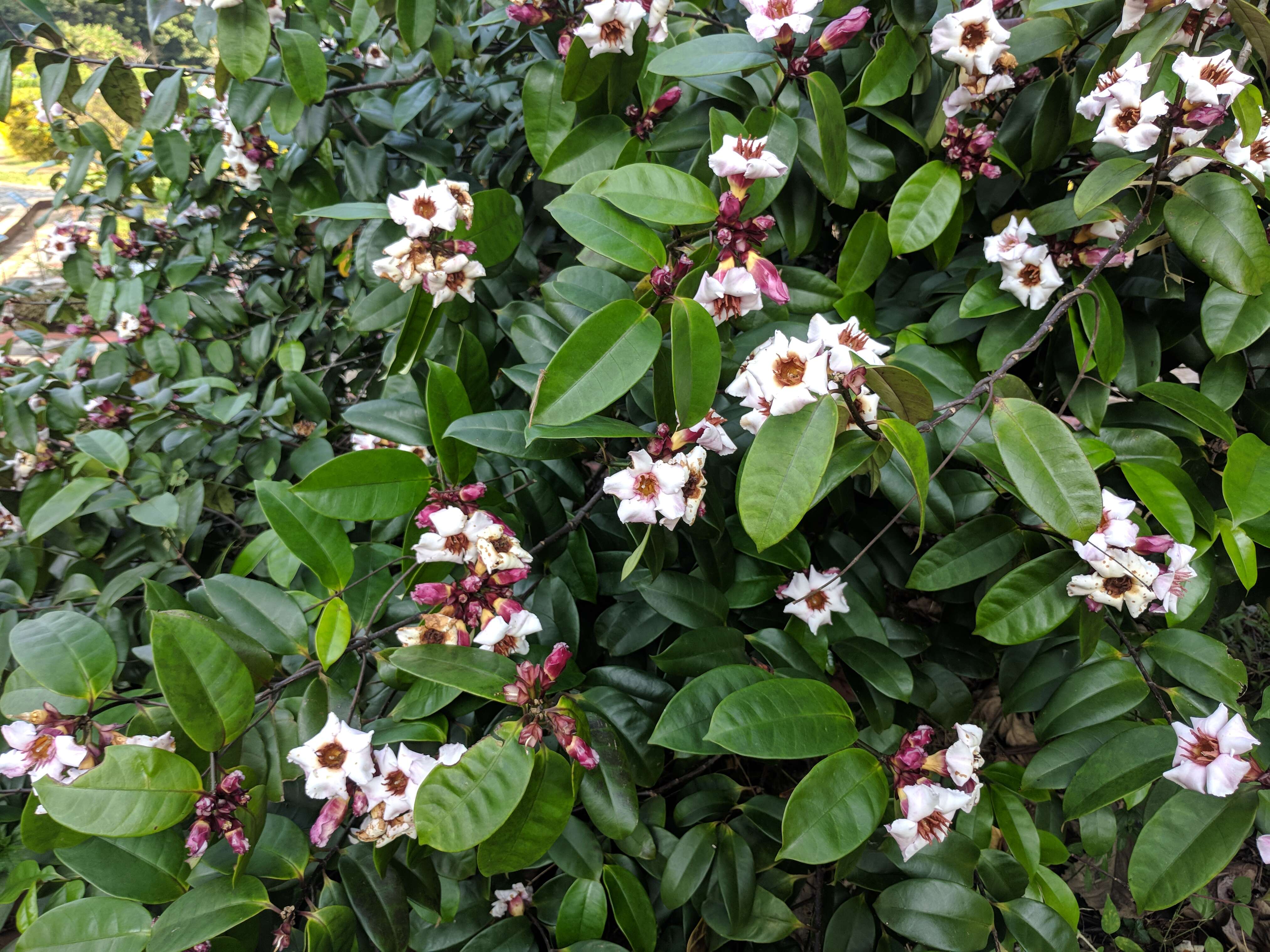 Image de Strophanthus gratus (Wall. & Hook.) Baill.