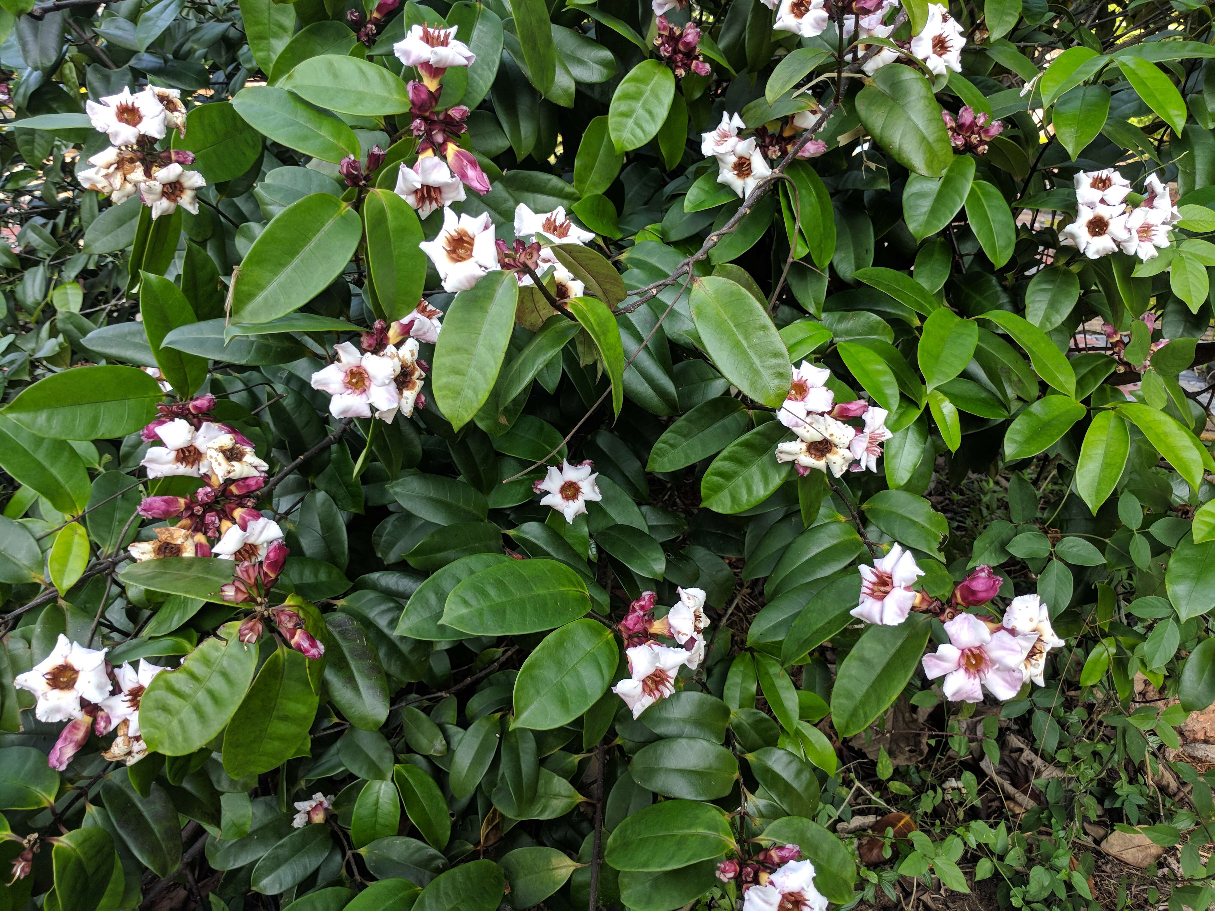 Image de Strophanthus gratus (Wall. & Hook.) Baill.