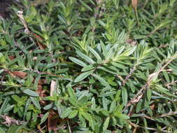 Слика од Dianthus deltoides L.