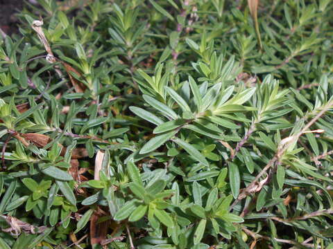 Слика од Dianthus deltoides L.