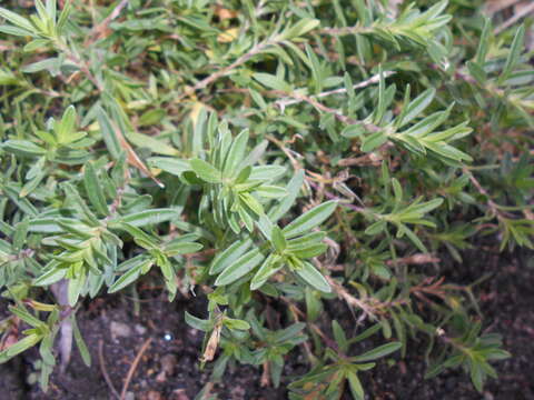 Слика од Dianthus deltoides L.