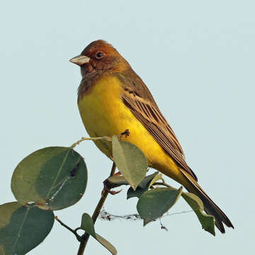 Image of Brown-headed Bunting