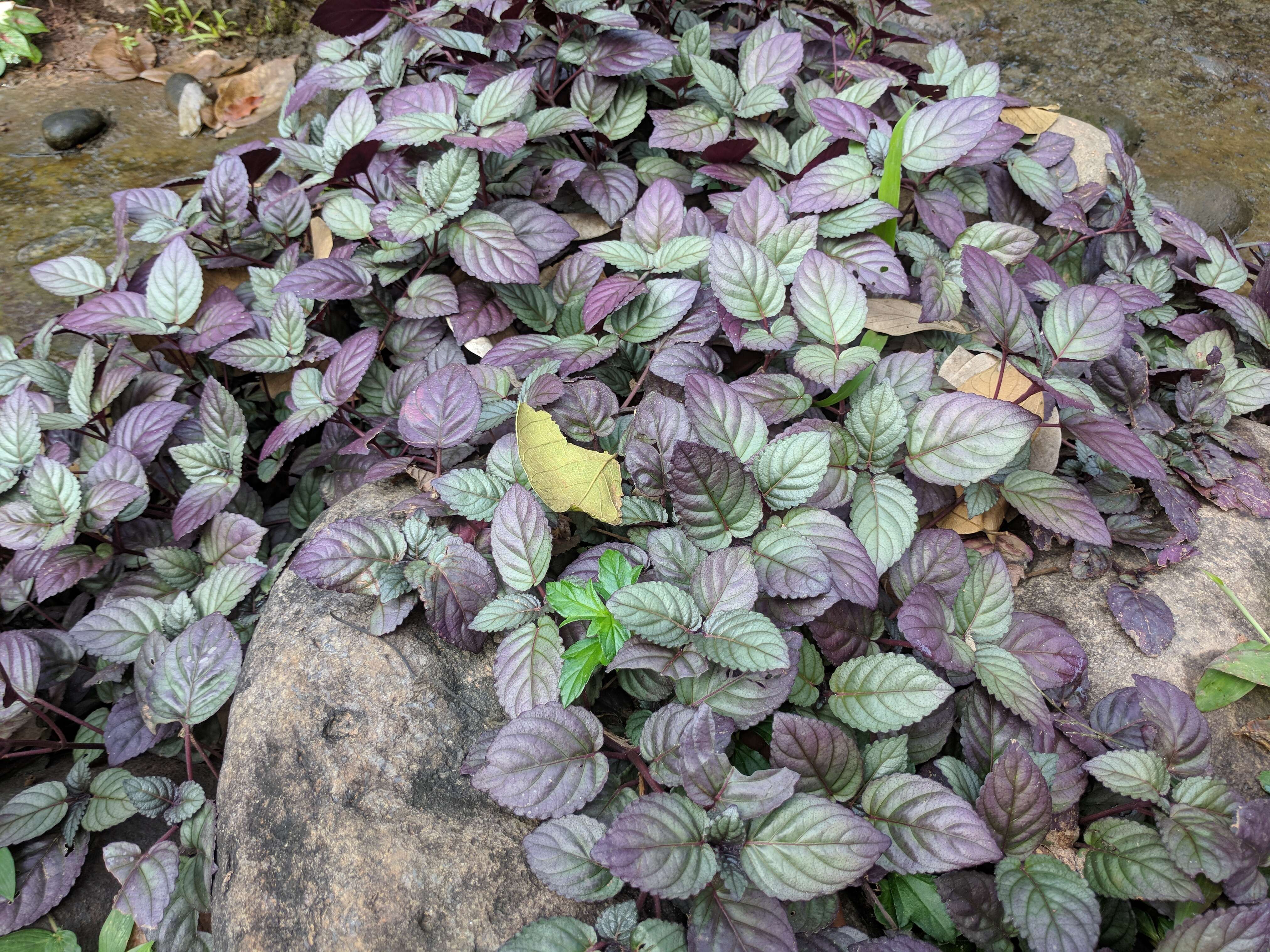 Plancia ëd Strobilanthes alternata (Burm. fil.) Moylan ex J. R. I. Wood