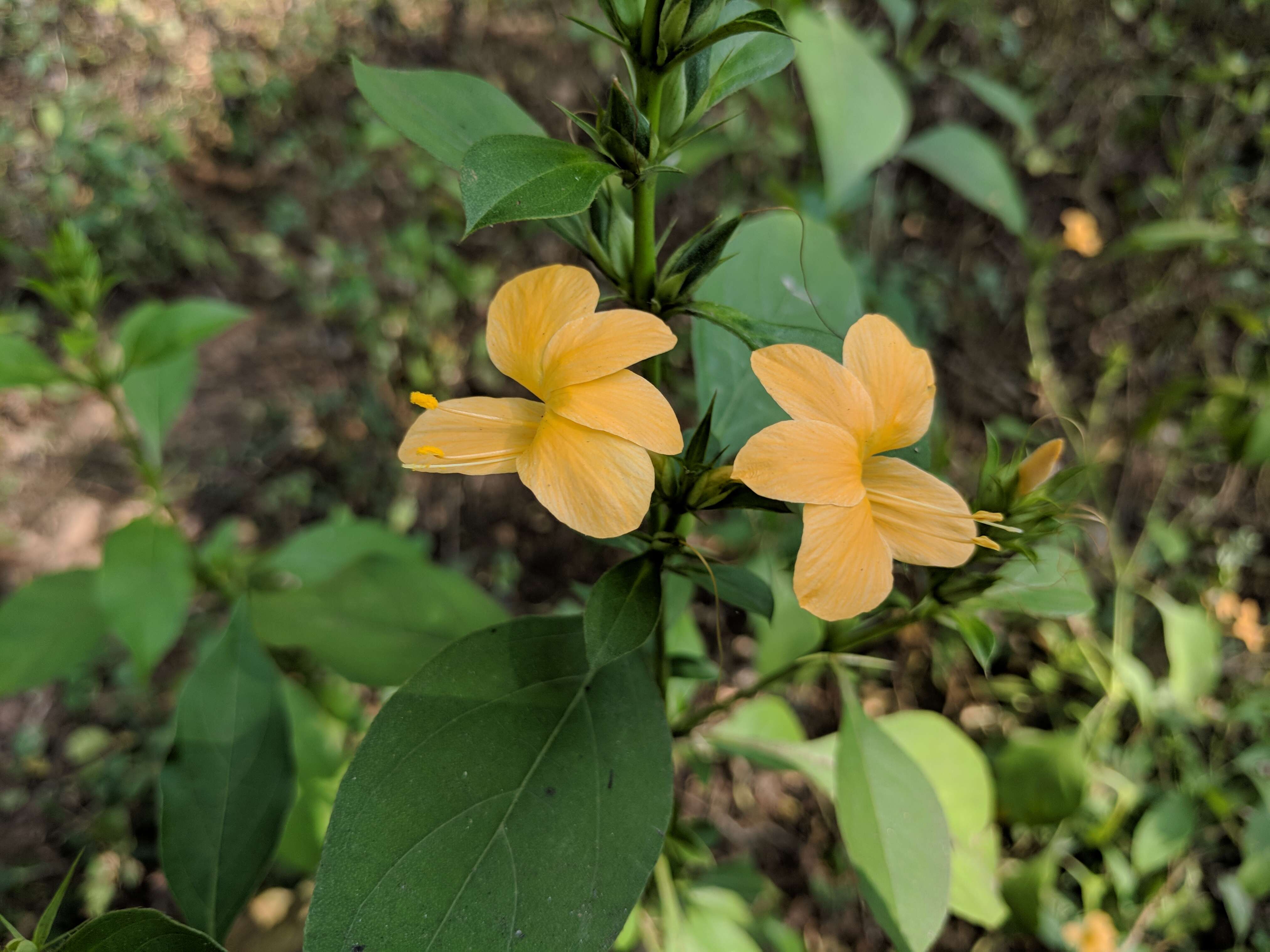 Plancia ëd Barleria prionitis L.