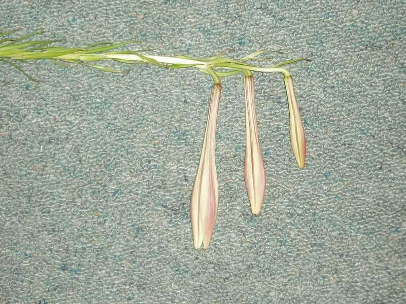 Image of Formosa lily