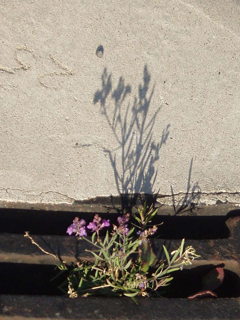 Plancia ëd Linaria purpurea (L.) Mill.