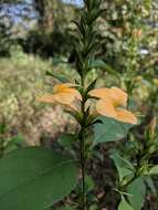 Plancia ëd Barleria prionitis L.