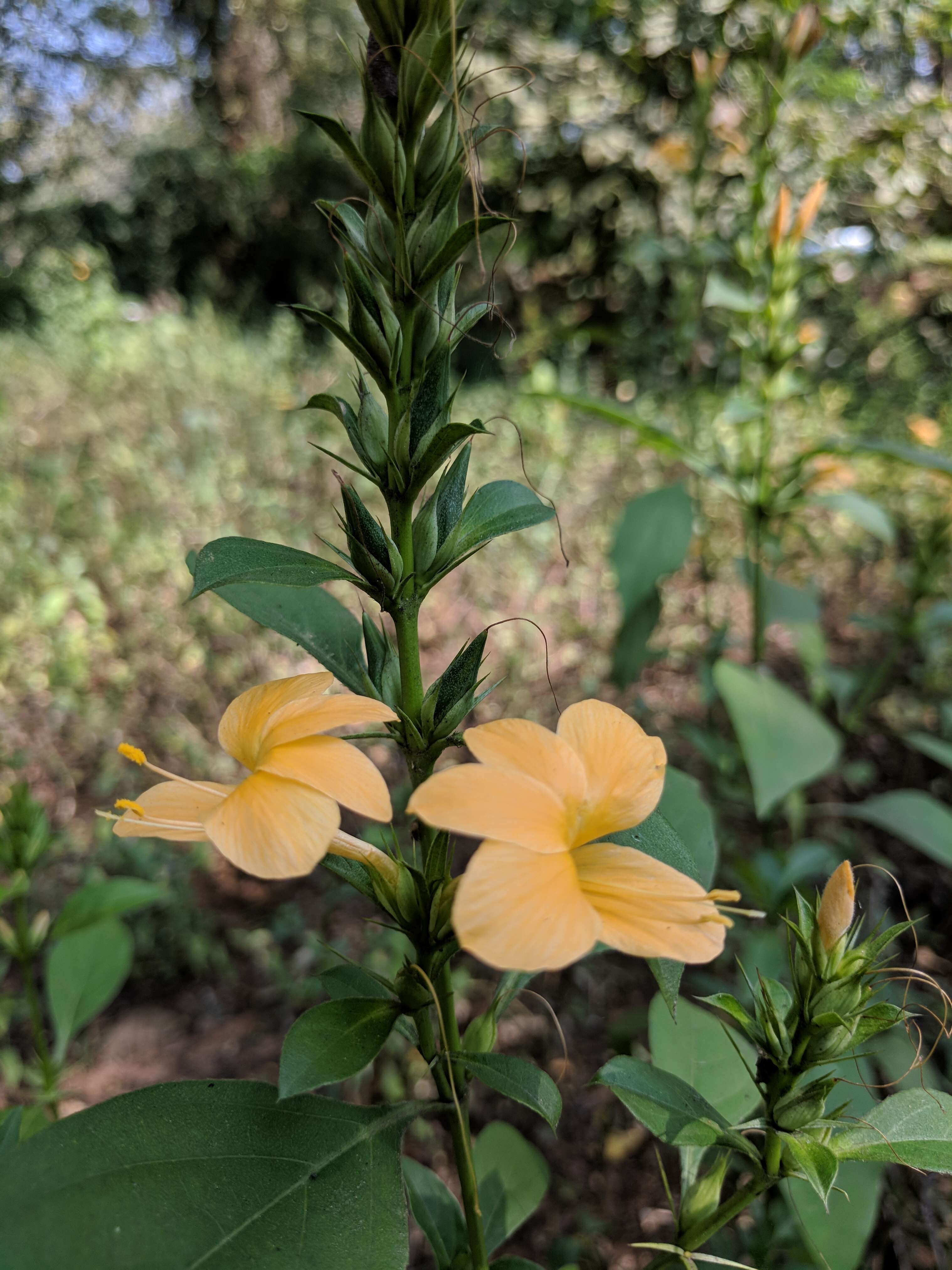 Plancia ëd Barleria prionitis L.