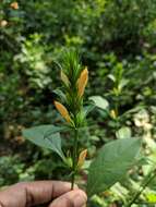 Plancia ëd Barleria prionitis L.