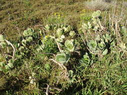 Image of pig's ear