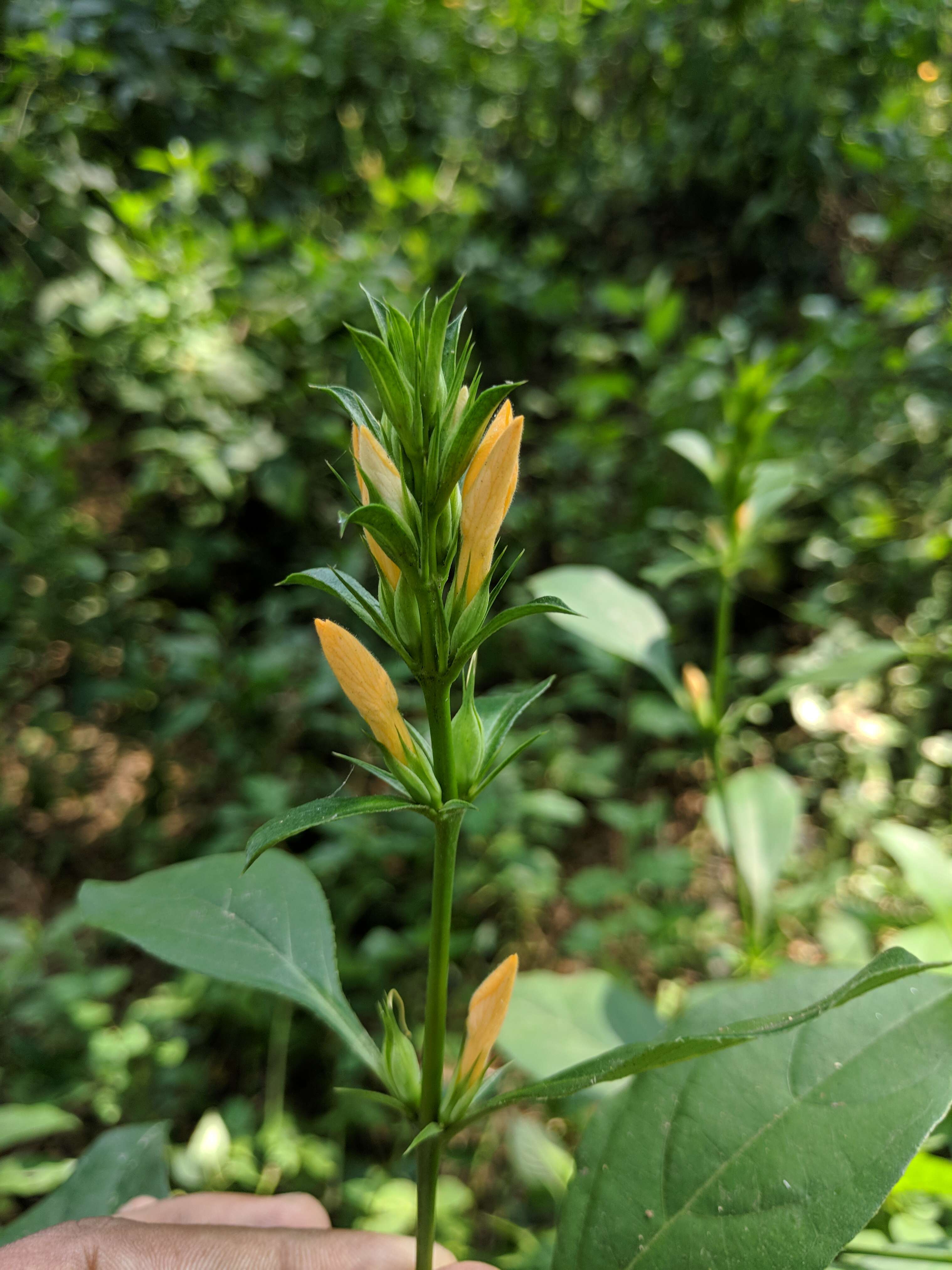 Plancia ëd Barleria prionitis L.