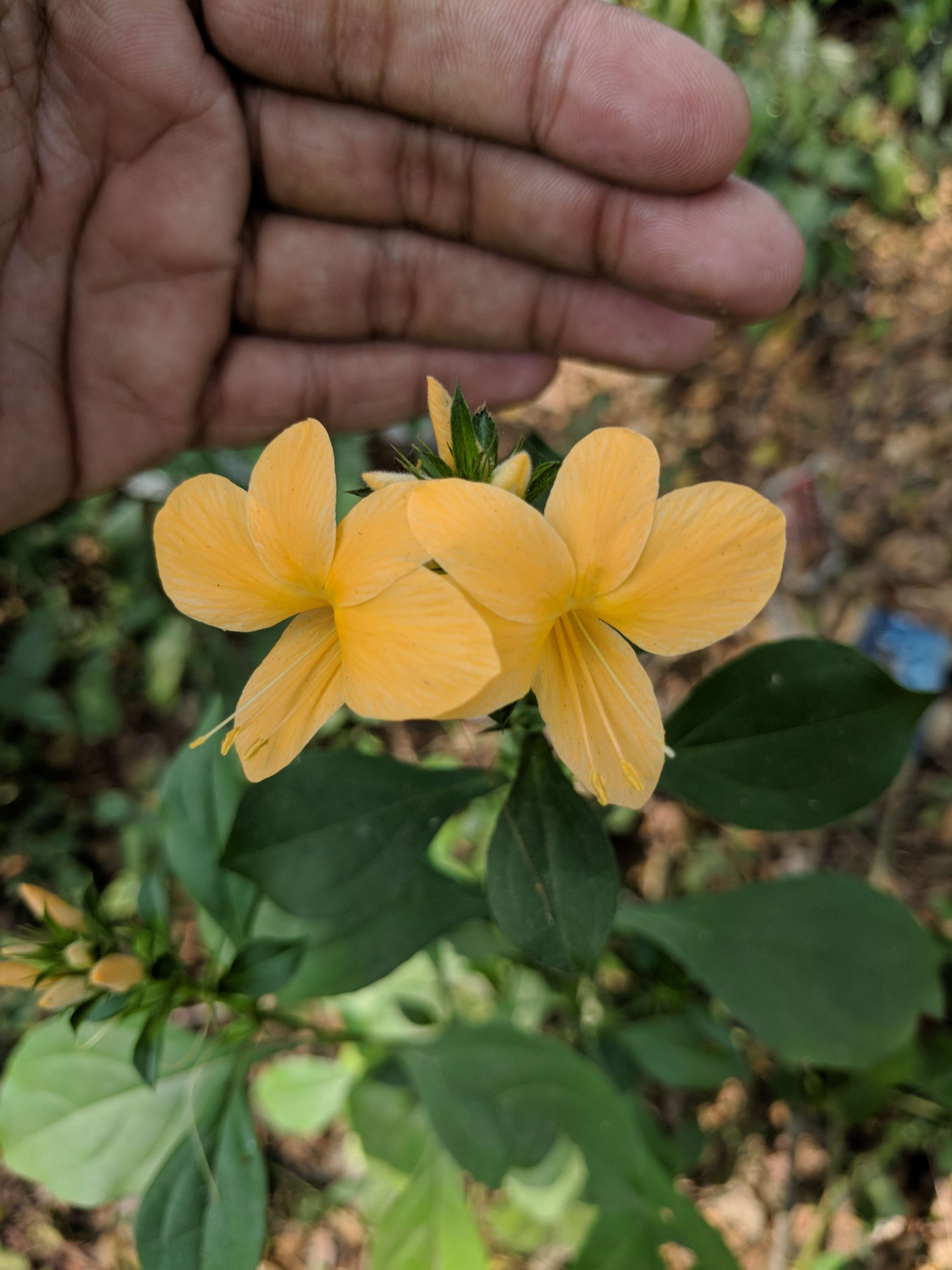 Plancia ëd Barleria prionitis L.