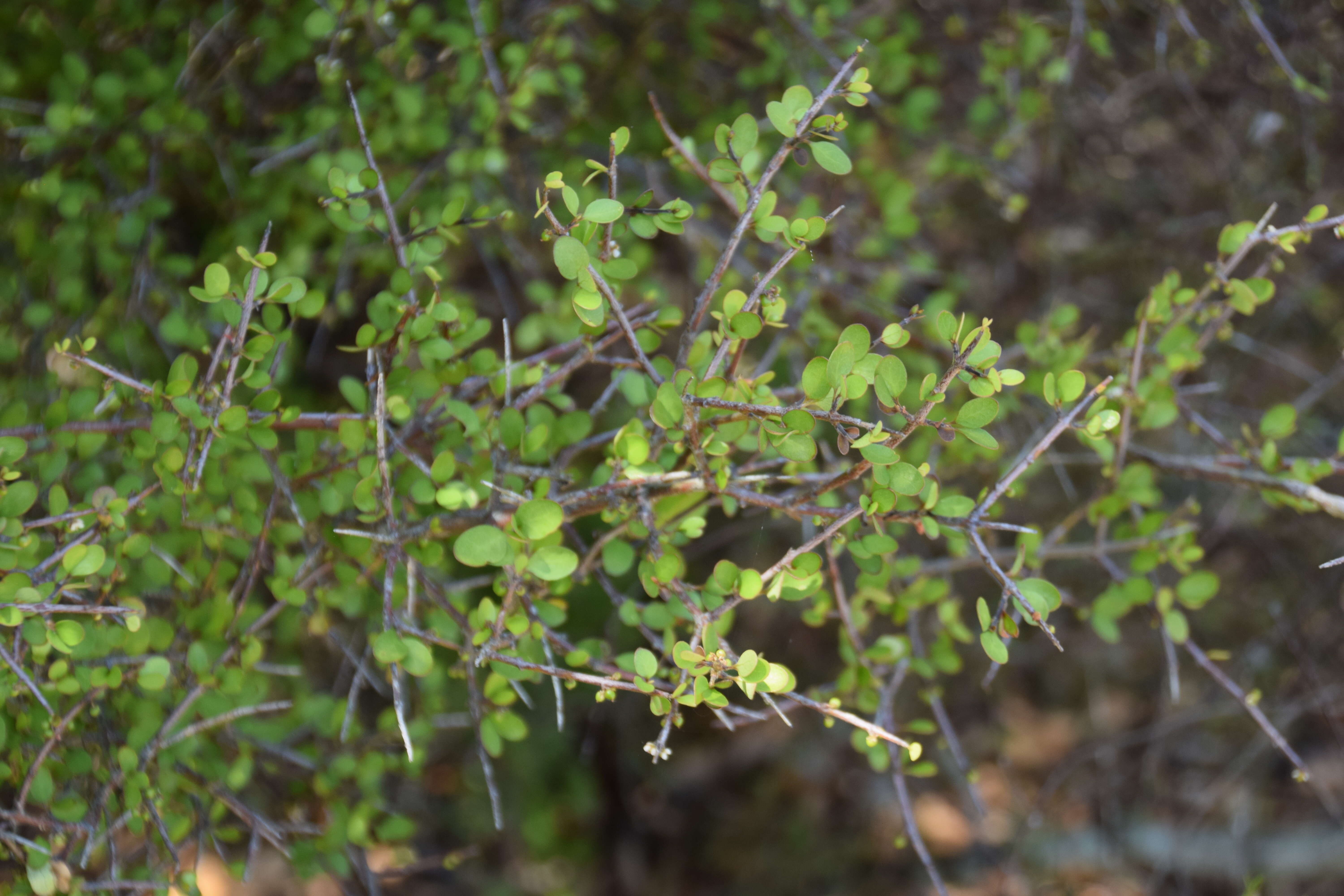 Image of Coprosma intertexta G. Simpson