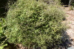 Image of Coprosma rigida Cheeseman