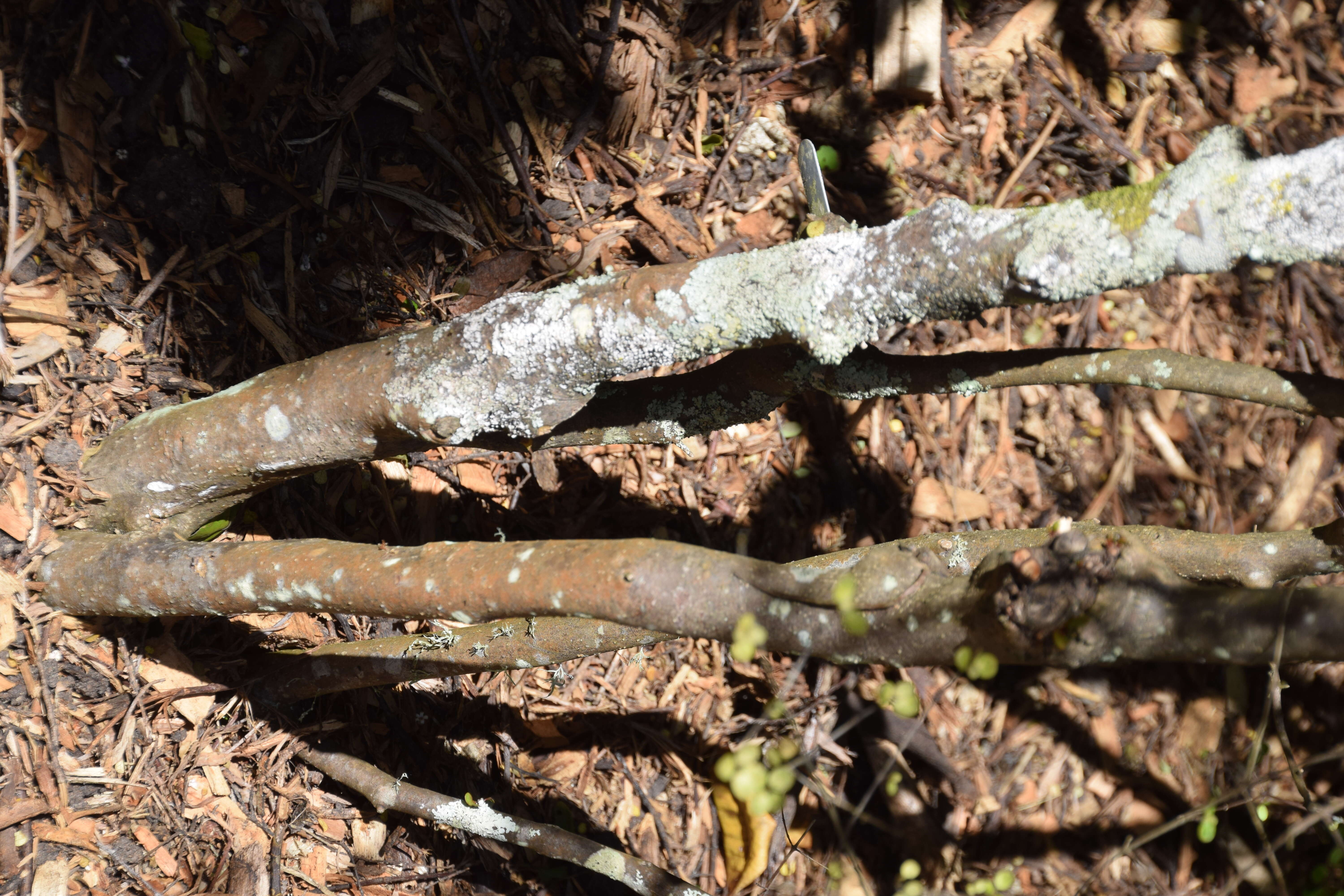 Image of Coprosma tenuicaulis Hook. fil.