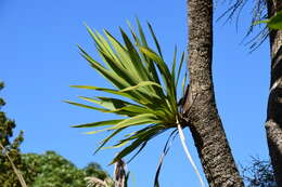 Image of Cordyline obtecta (Graham) Baker