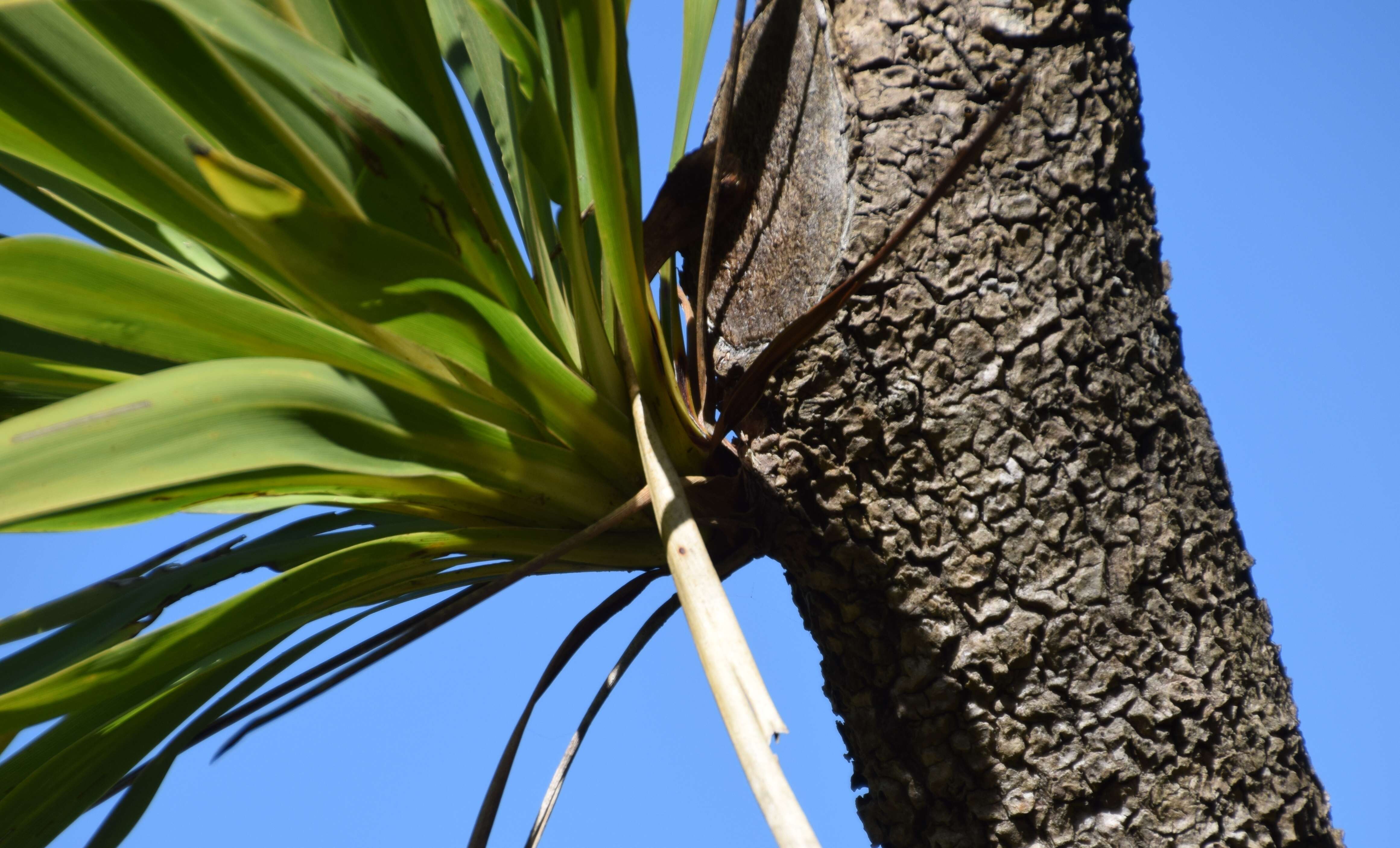 Image of Cordyline obtecta (Graham) Baker