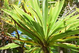 Image of Cordyline obtecta (Graham) Baker