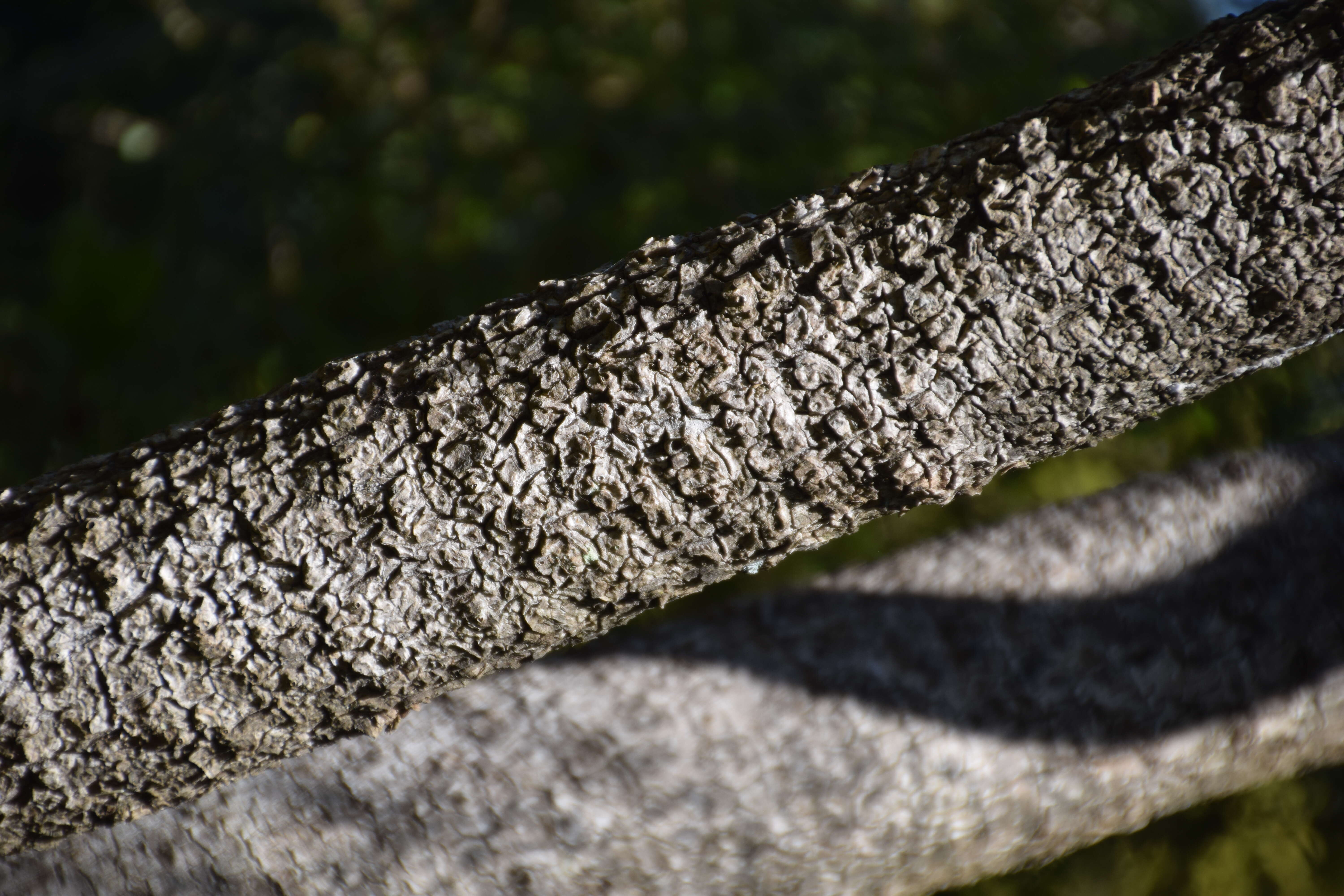 Image of Cordyline obtecta (Graham) Baker