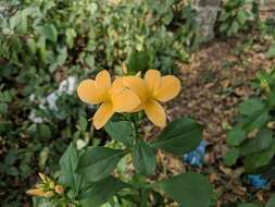 Plancia ëd Barleria prionitis L.