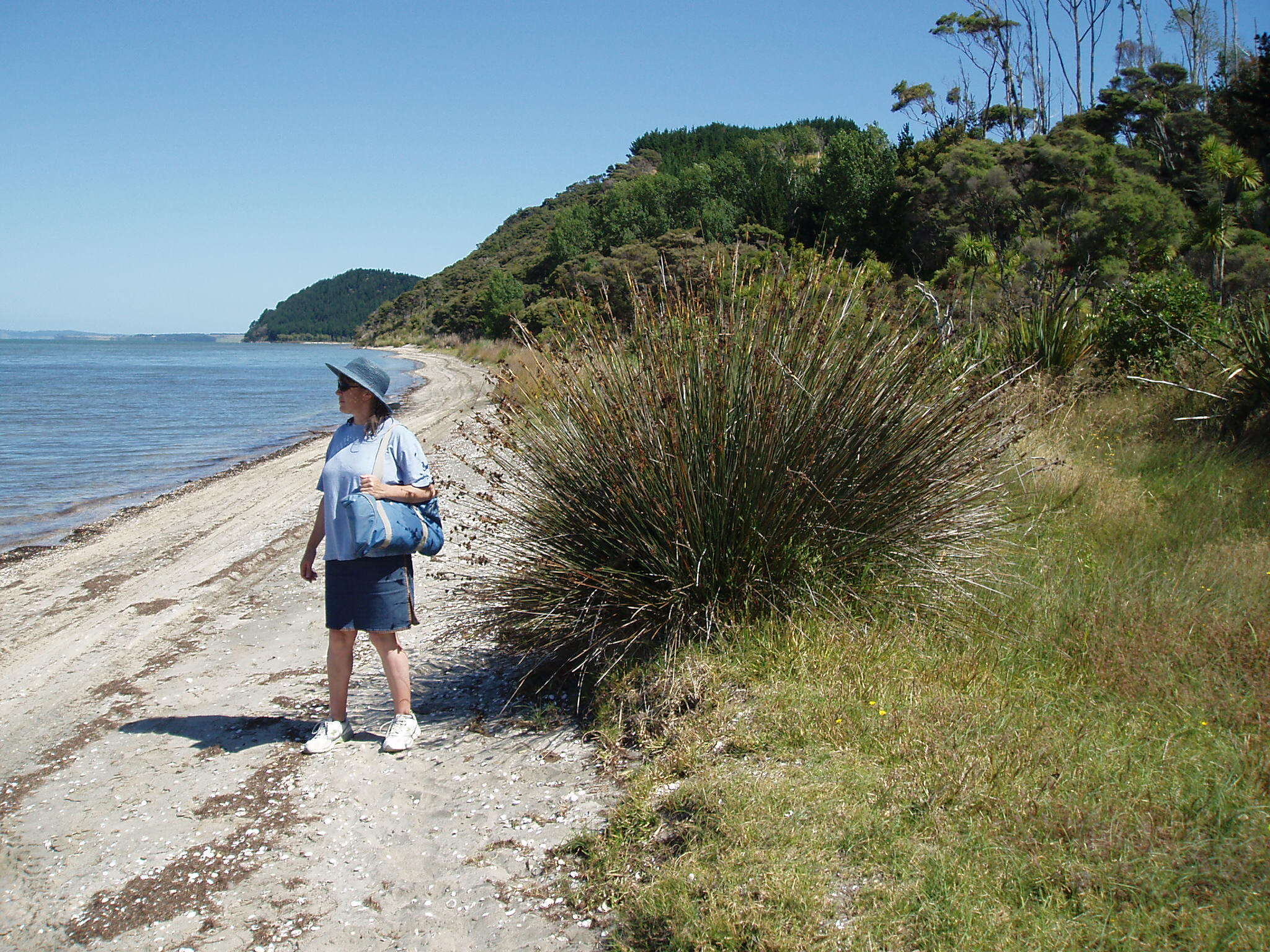 Image of spiny rush