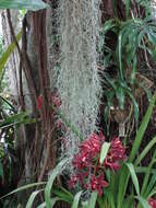 Sivun Tillandsia usneoides (L.) L. kuva