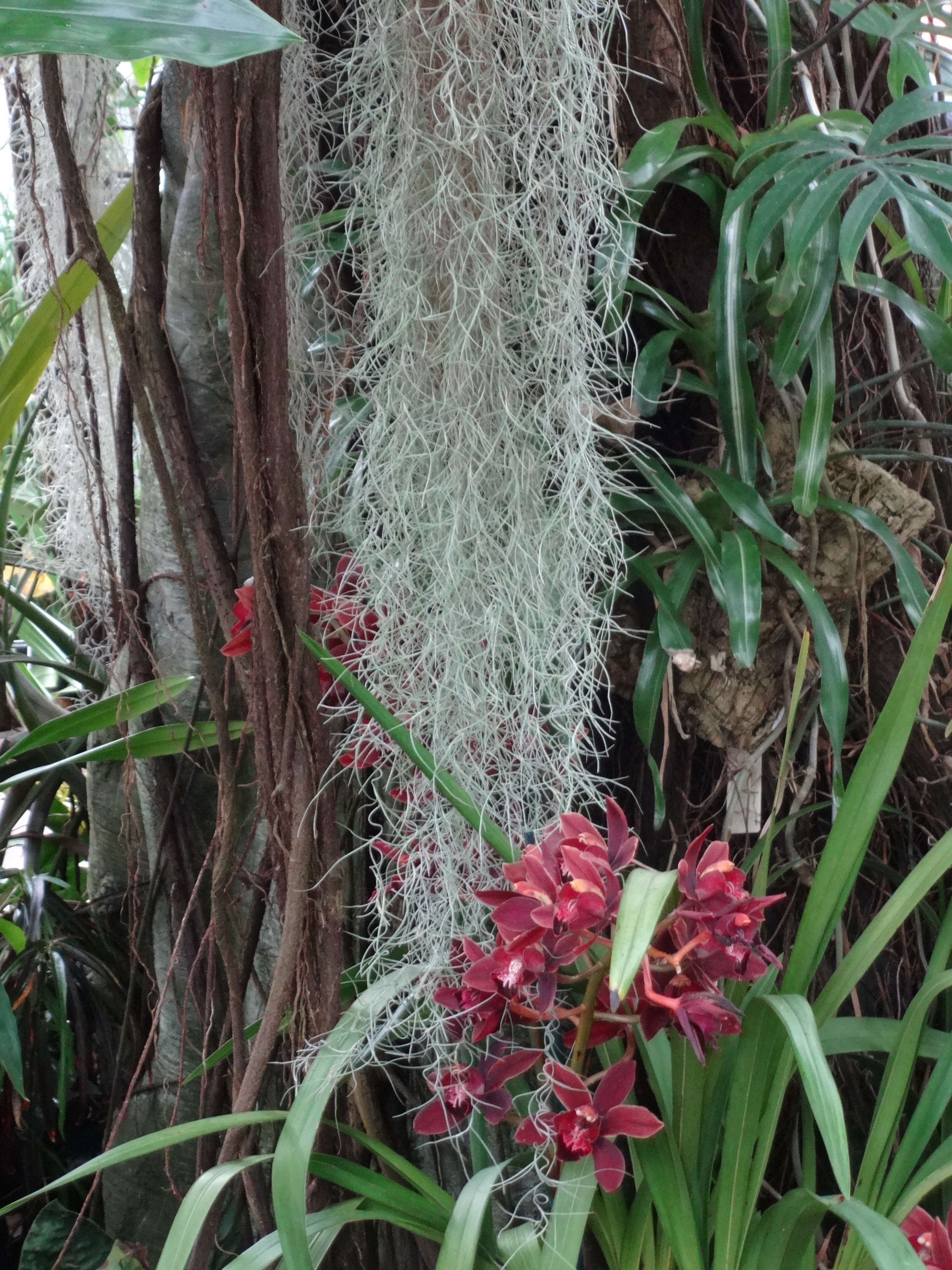 Image of Spanish moss