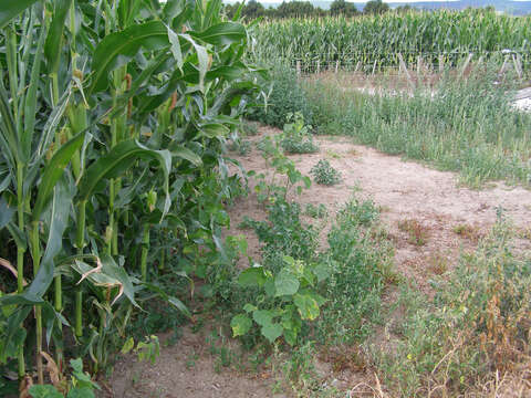 Plancia ëd Abutilon theophrasti Medik.