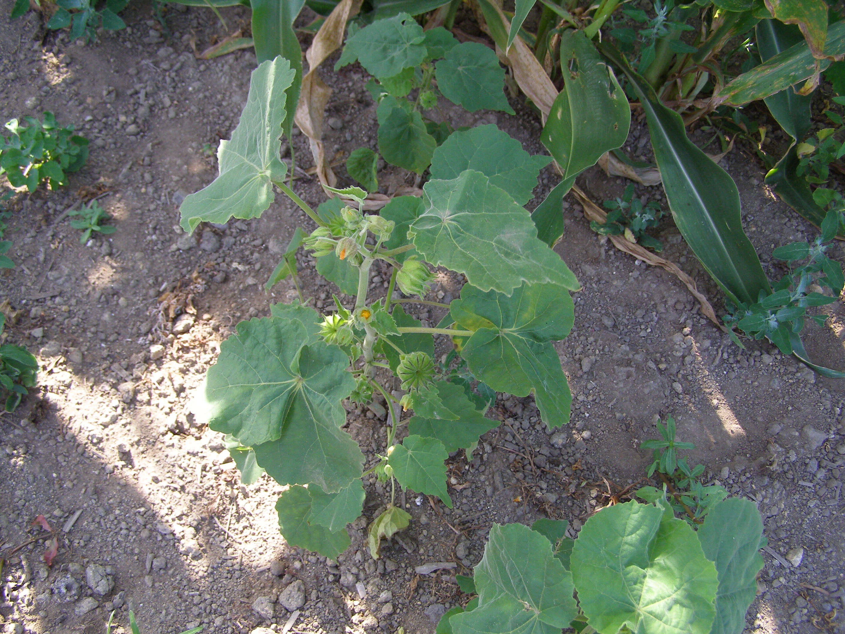 Image of Indianmallow