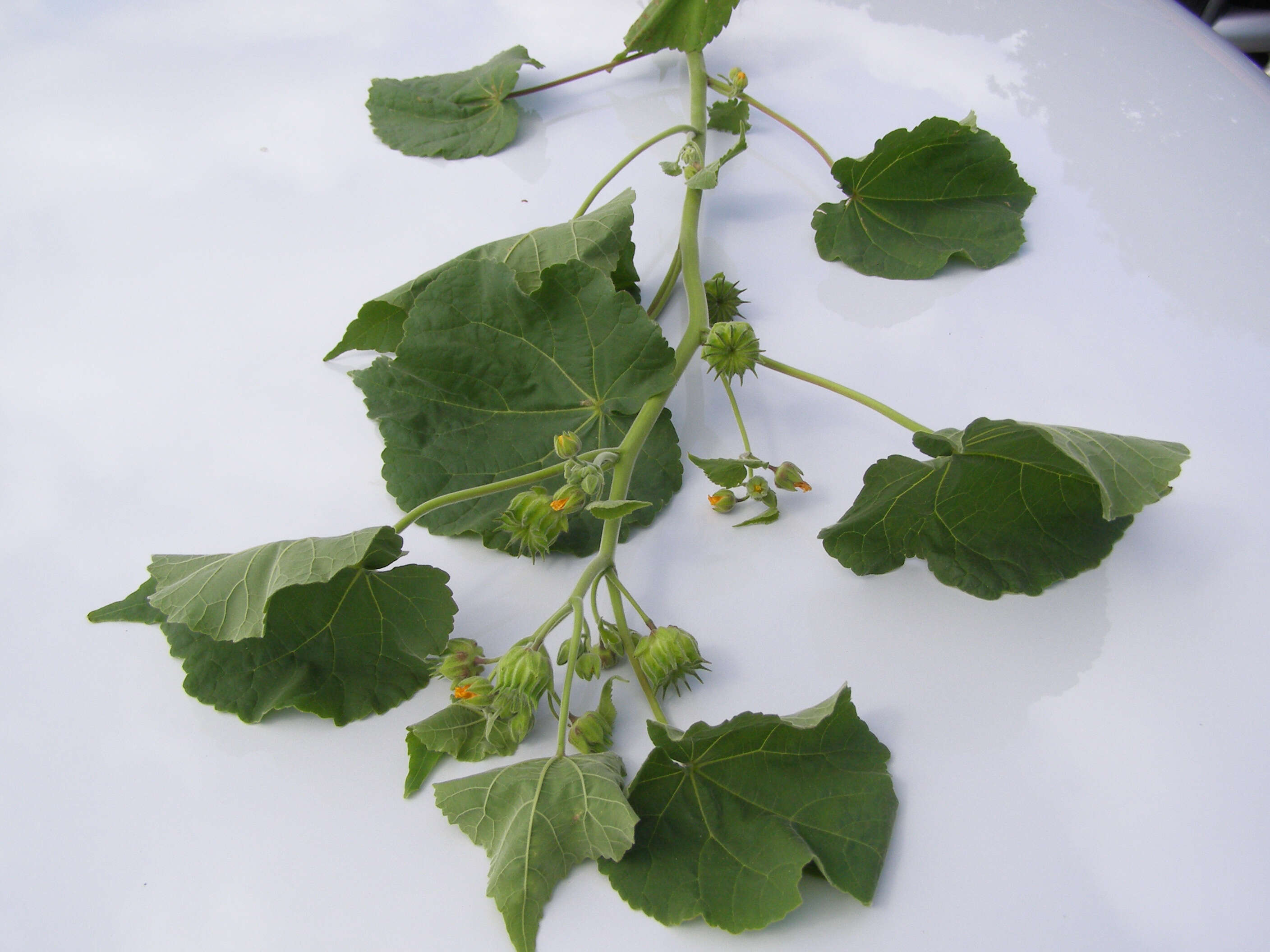 Image of Indianmallow