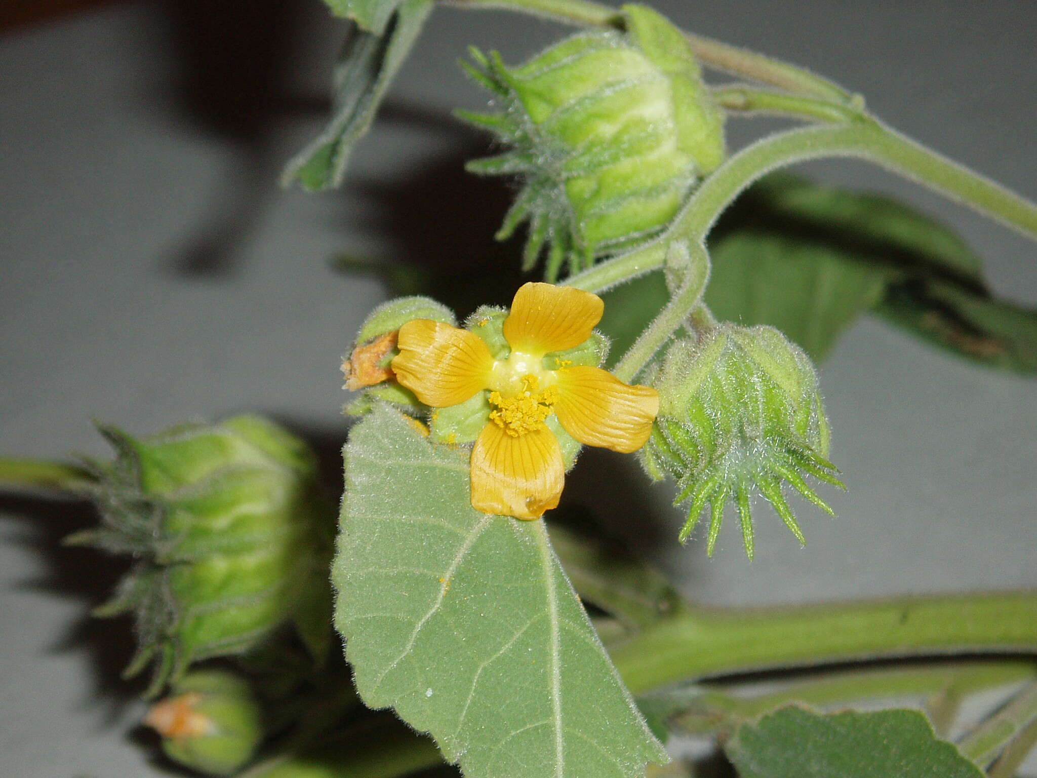 Plancia ëd Abutilon theophrasti Medik.