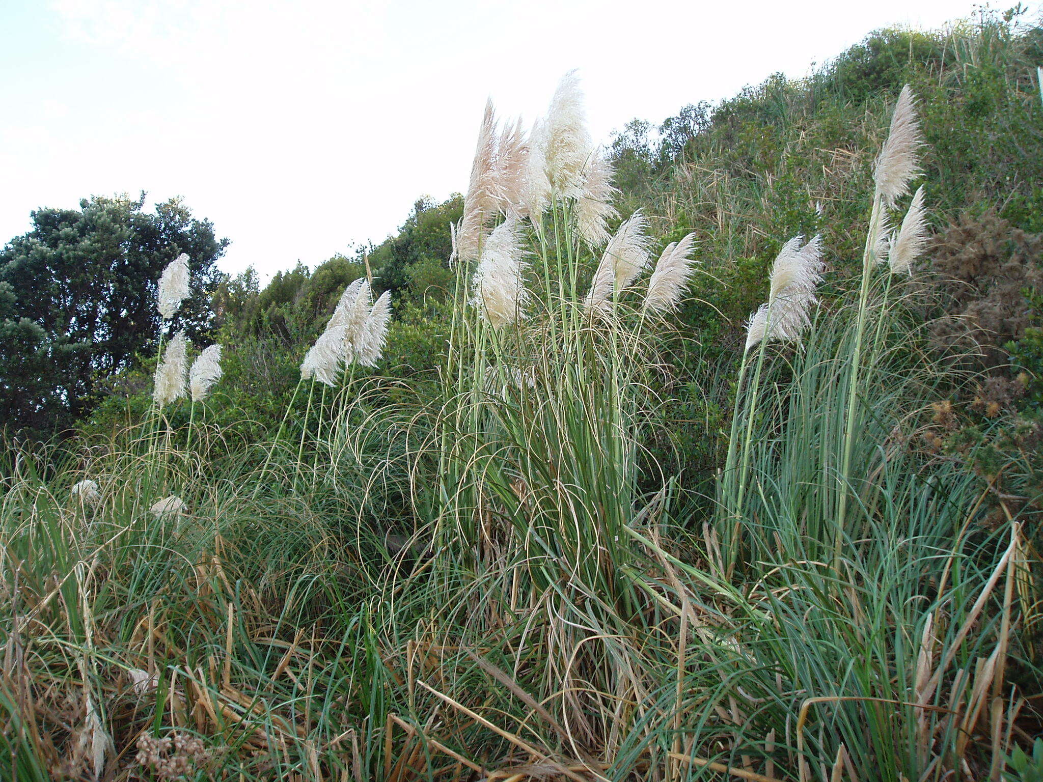 Image of purple pampas grass