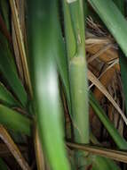 Image of purple pampas grass