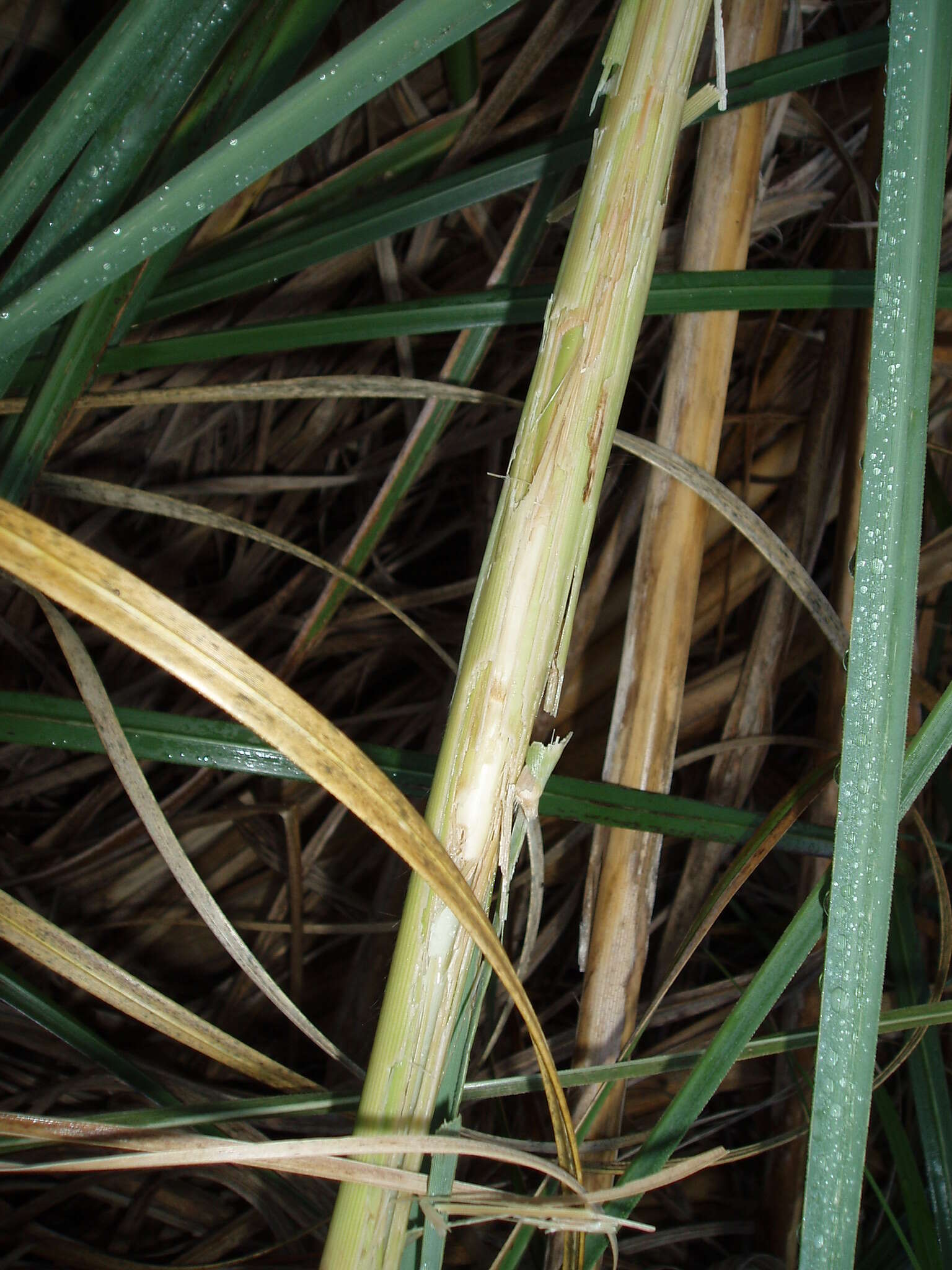 Image of purple pampas grass