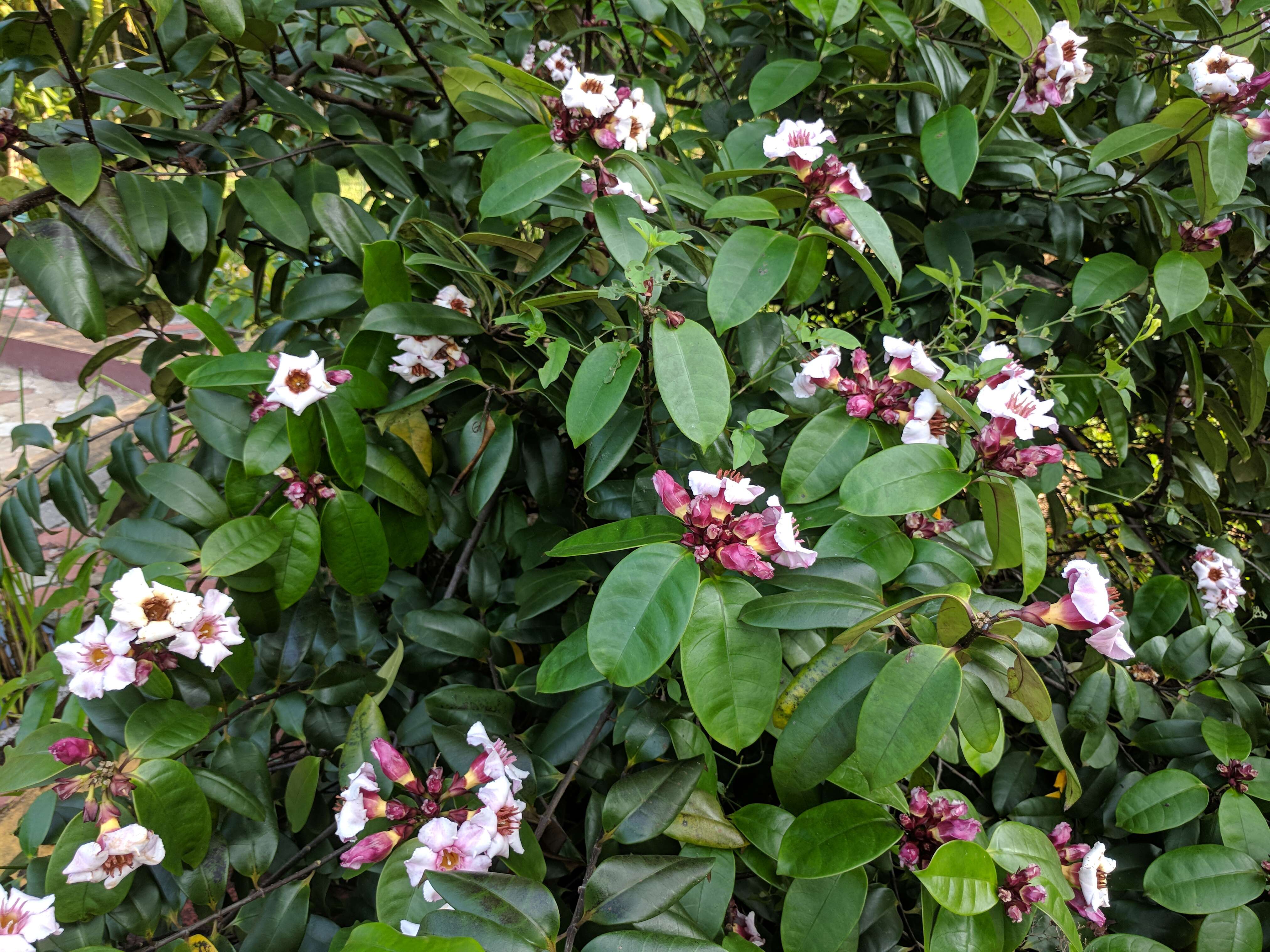 Image de Strophanthus gratus (Wall. & Hook.) Baill.