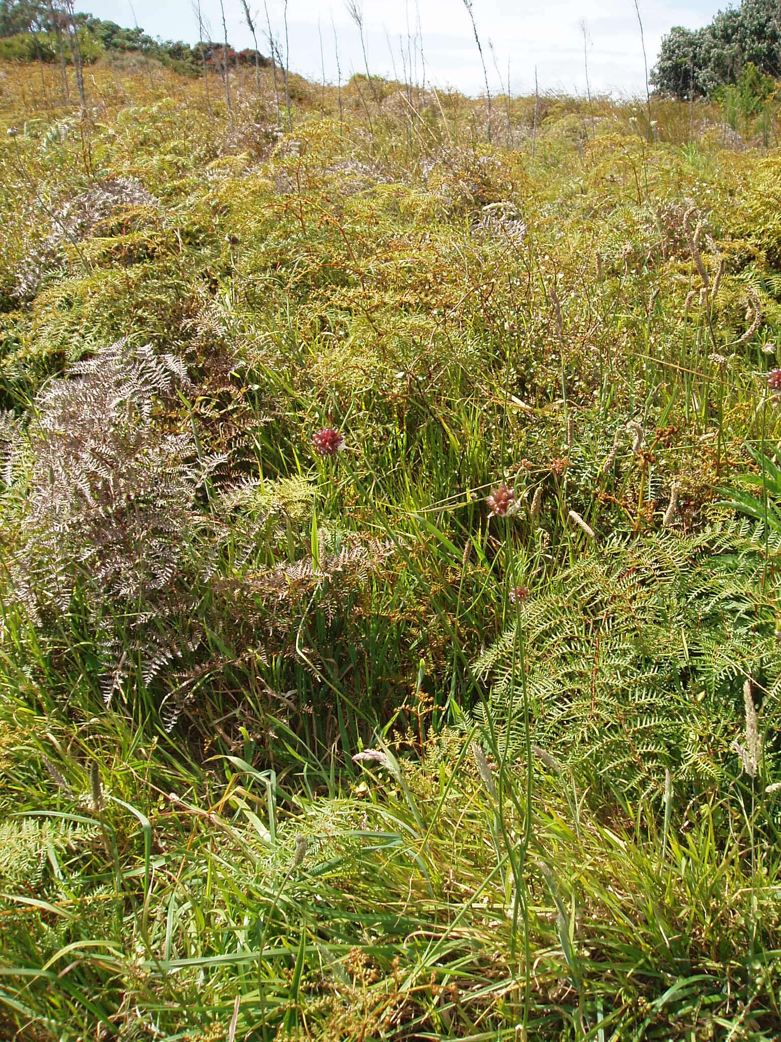 Image of wild garlic