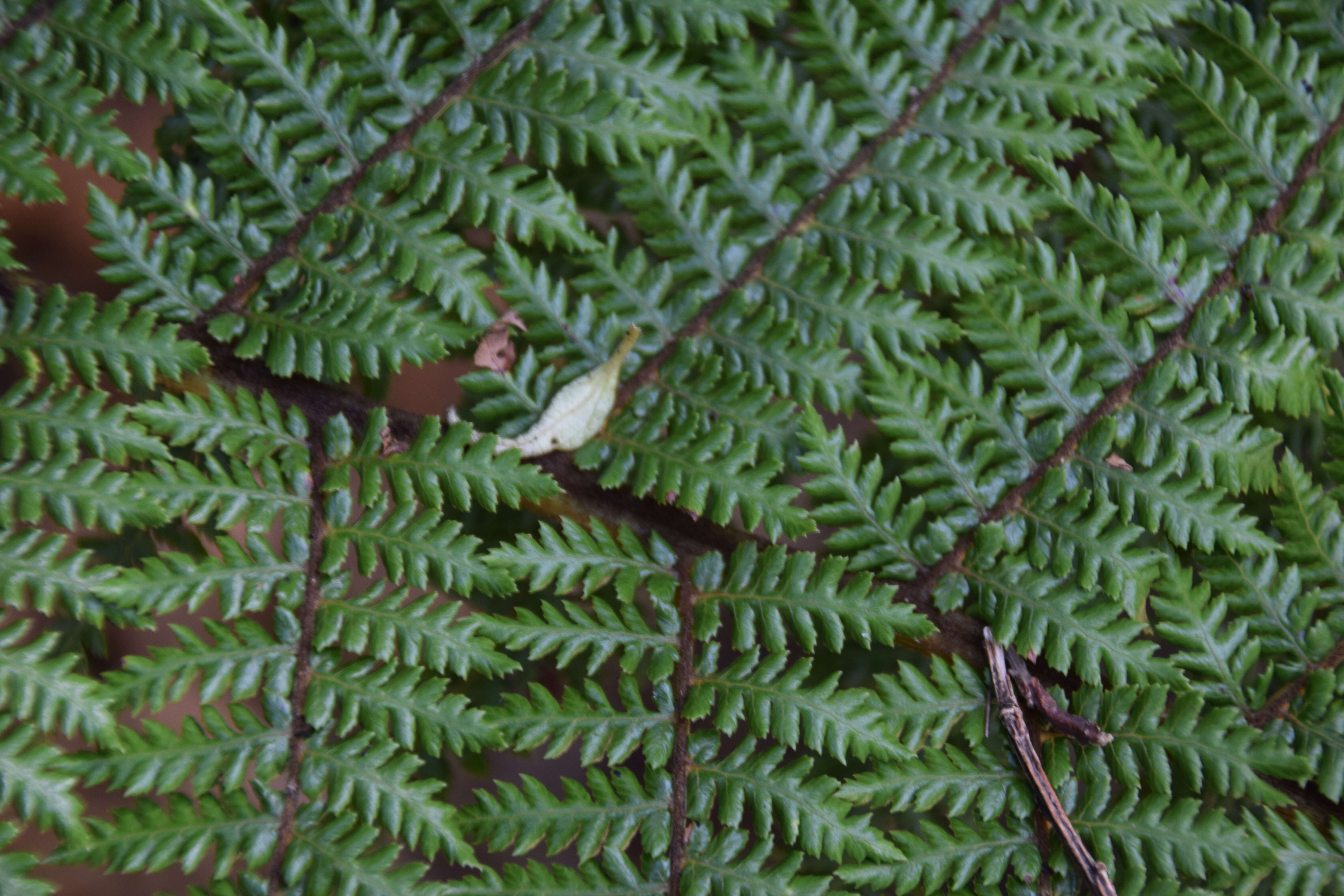 Image of Tree fern