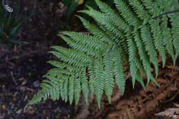 Image of Tree fern
