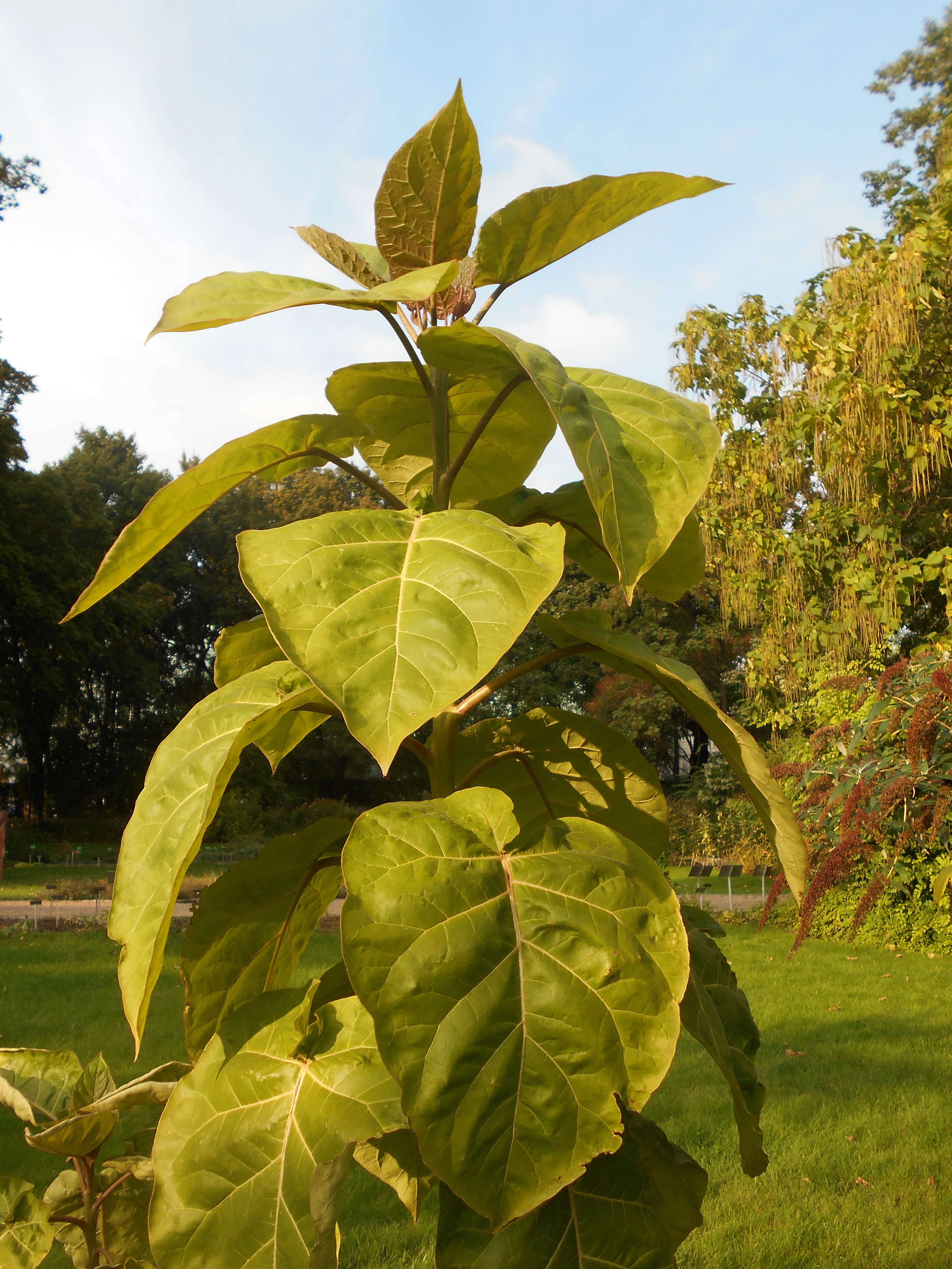 Image of Tamarillo