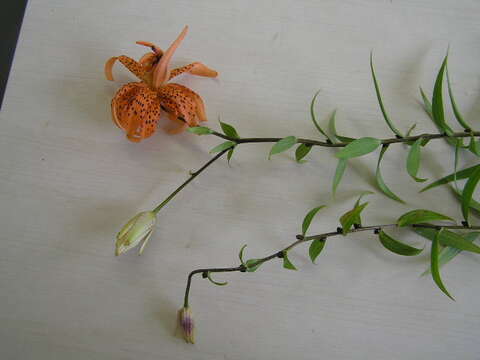 Image of Tiger lily